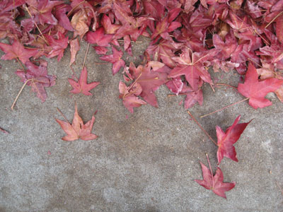 Free Autumn Leaves Photo