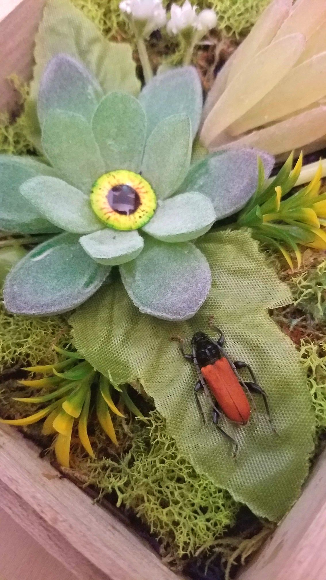 Succulent Eyeball Oddity Display with Longhorn Beetle 6, art by Sherrie Thai of Shaireproductions.com