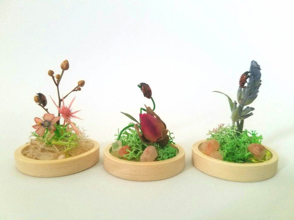 Mini Ladybug Terrarium Display, art by Sherrie Thai of Shaireproductions.com