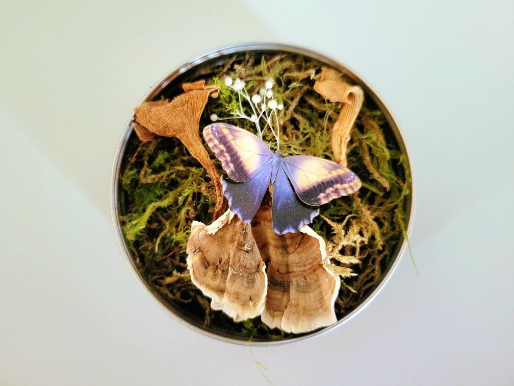 butterfly mushroom decor 2, art by Sherrie Thai of Shaireproductions.com