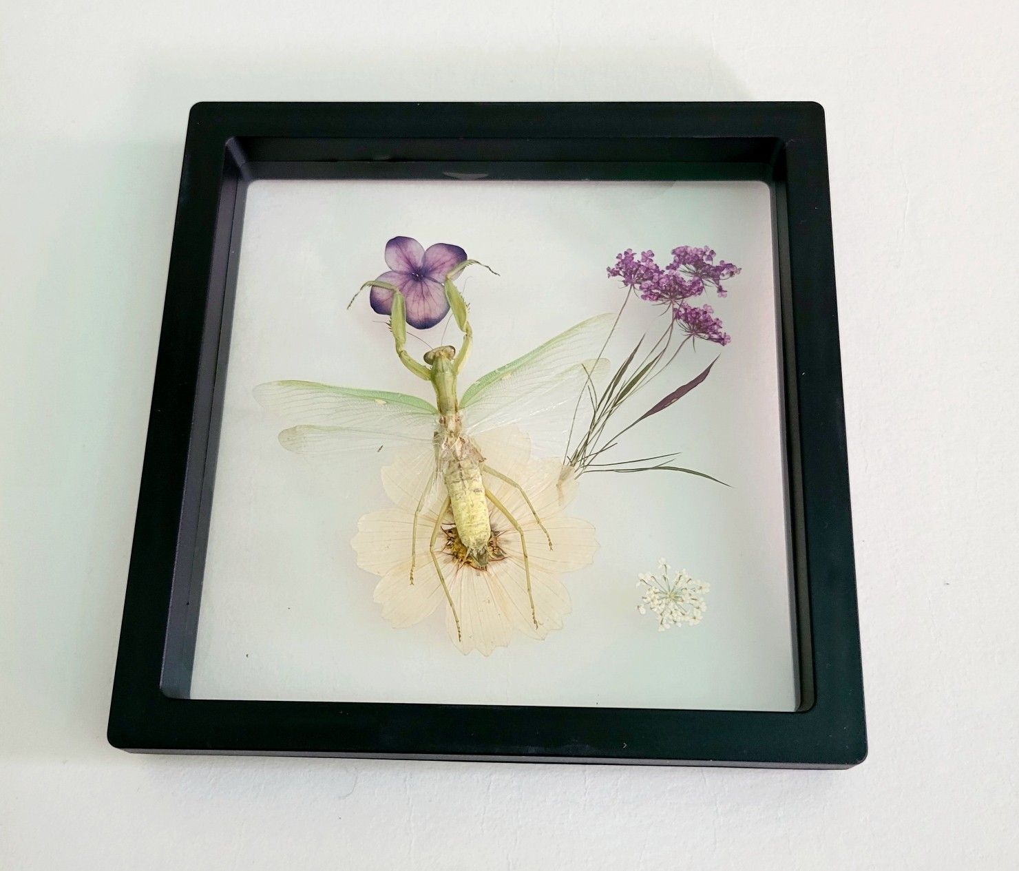 mantis with purple flower, art by Sherrie Thai of Shaireproductions.com