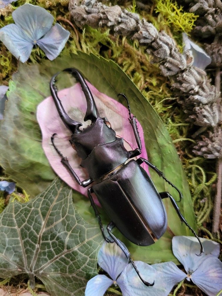 stag beetle curiosity 3, art by Sherrie Thai of Shaireproductions.com