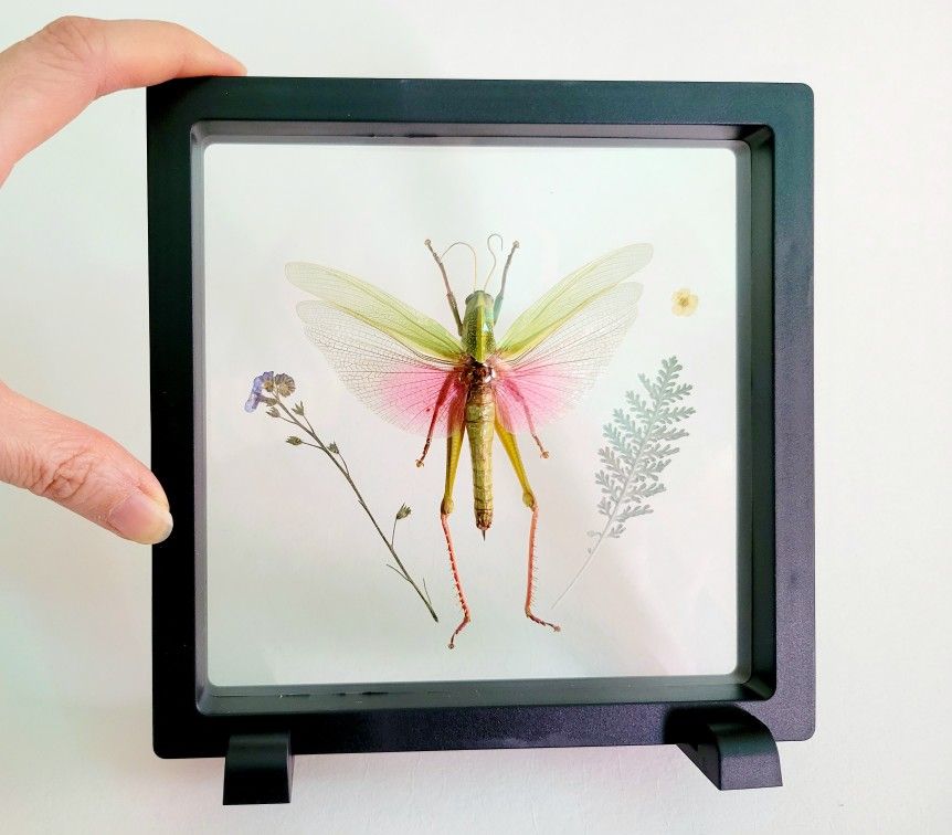 framed grasshopper with flowers, art by Sherrie Thai of Shaireproductions.com
