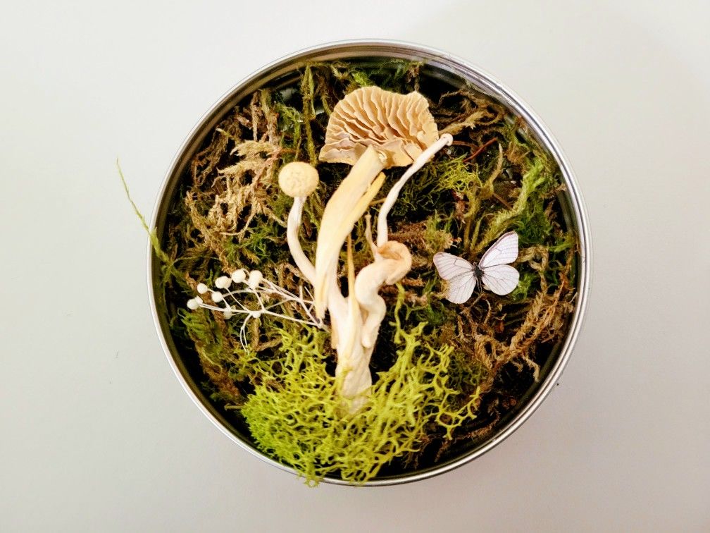 mushroom curiosity decor, art by Sherrie Thai of Shaireproductions.com