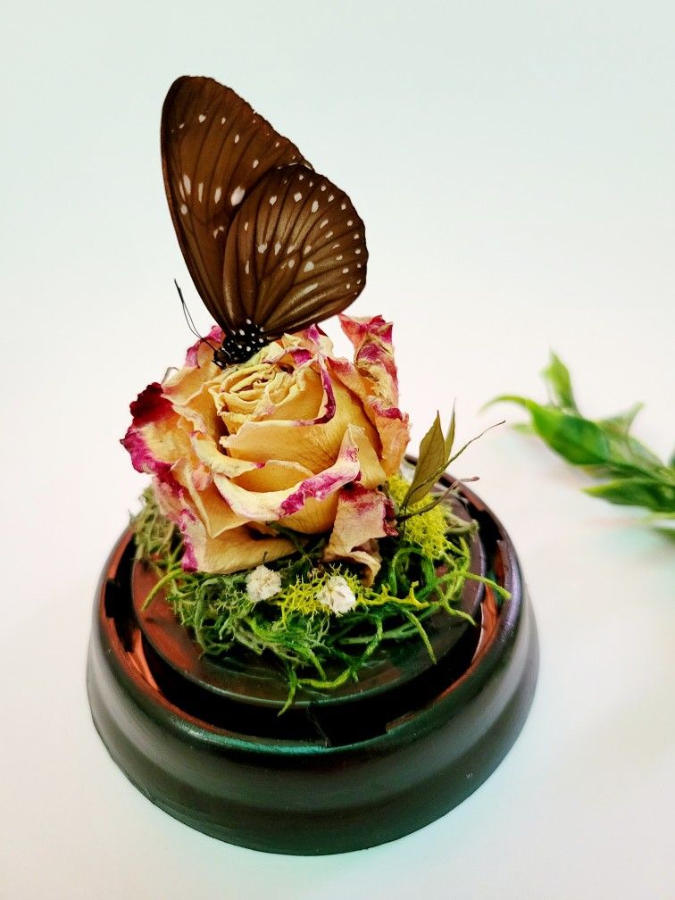 brown butterfly curiosity terrarium, art by Sherrie Thai of Shaireproductions.com