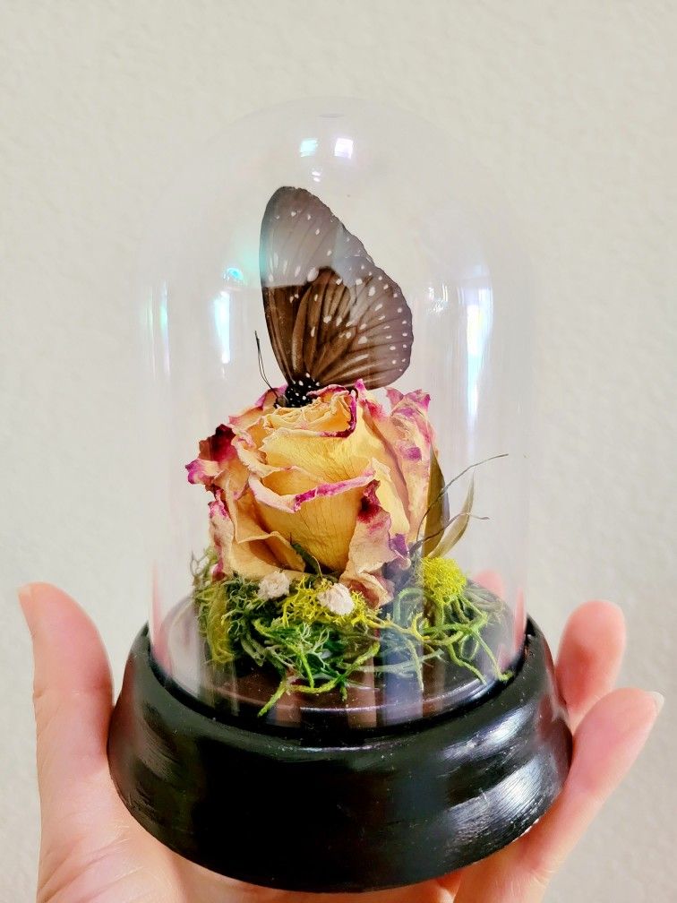 brown butterfly curiosity terrarium, art by Sherrie Thai of Shaireproductions.com