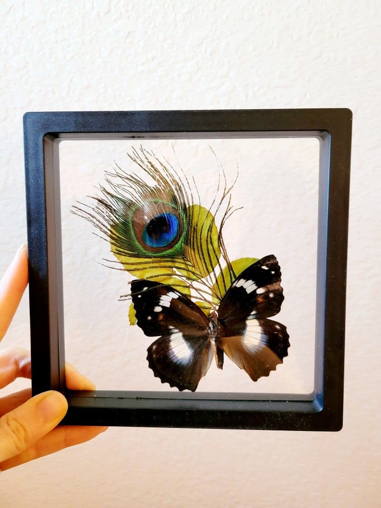 framed black beetle with peacock feather, art by Sherrie Thai of Shaireproductions.com