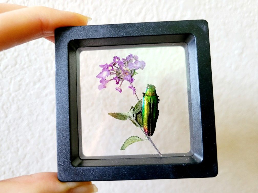 framed jewelry beetle specimen 2, art by Sherrie Thai of Shaireproductions.com