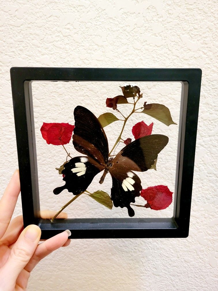 framed butterfly art, art by Sherrie Thai of Shaireproductions.com
