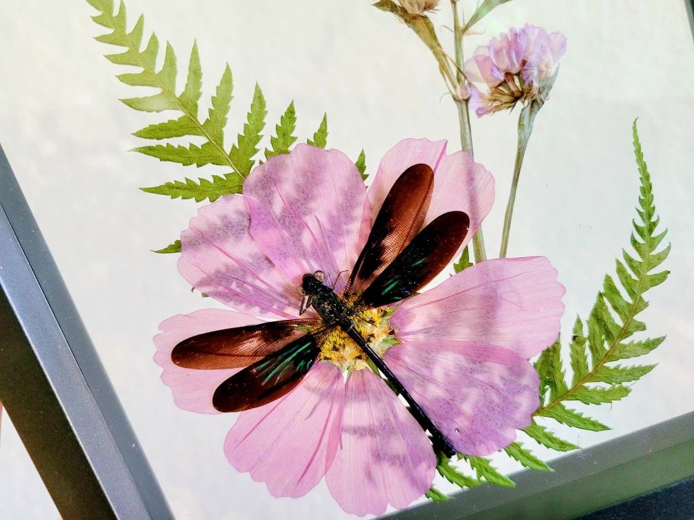 purple dragonfly specimen decor 2, art by Sherrie Thai of Shaireproductions.com