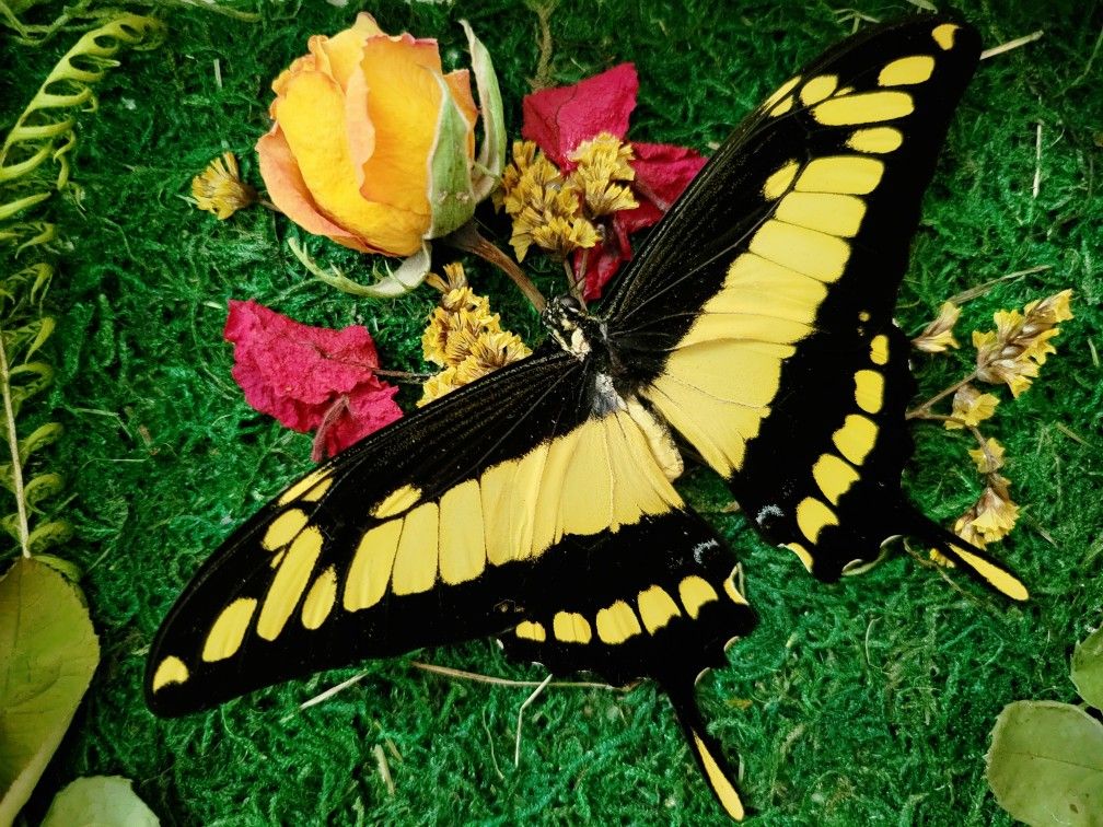 swallowtail butterfly rose decor, art by Sherrie Thai of Shaireproductions.com