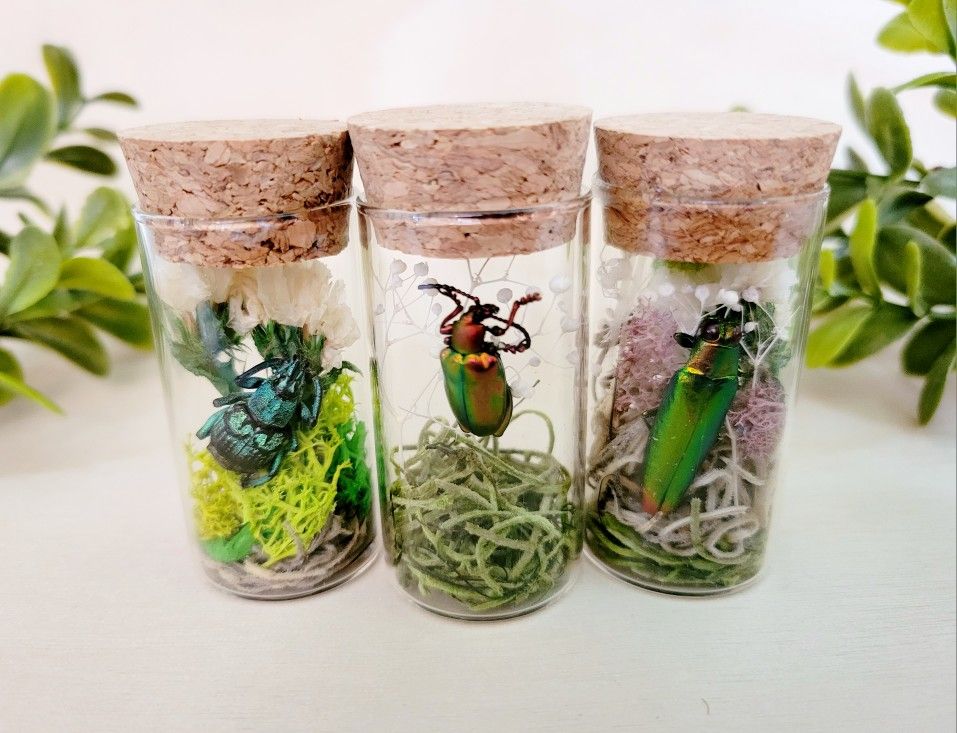 insect curio jars decor, art by Sherrie Thai of Shaireproductions.com