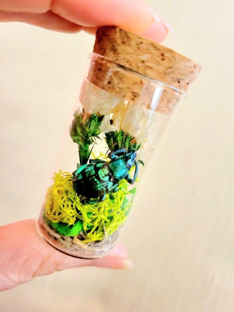 weevil beetle jar, art by Sherrie Thai of Shaireproductions.com