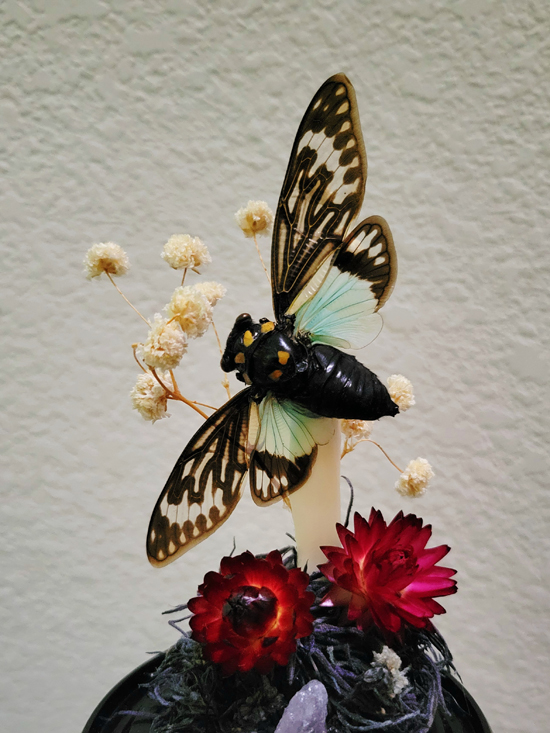 blue cicada decor, art by sherrie thai of shaireproductions